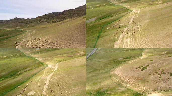 4K航拍新疆伊犁草原牧场羊群奔跑自然风光