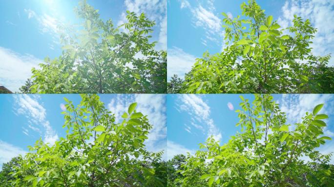 树叶蓝天白云清新成长希望环保