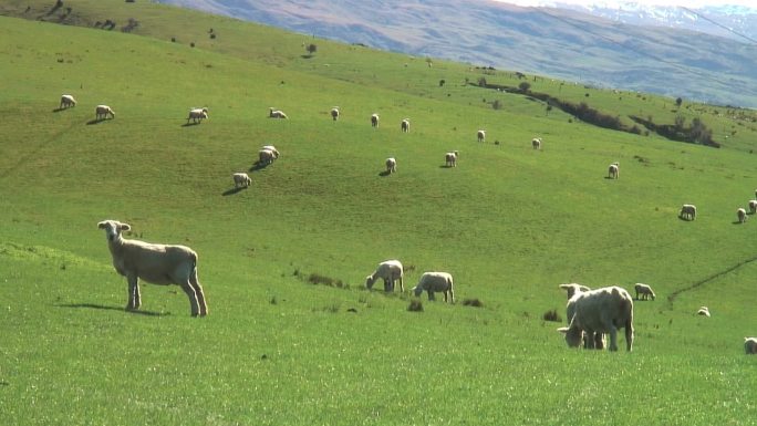 新西兰南岛农场山坡上的羊