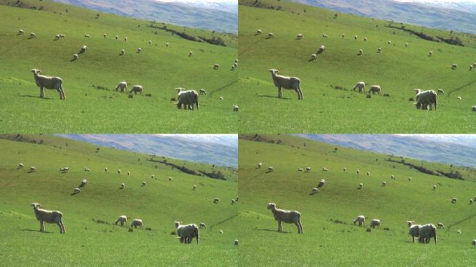 新西兰南岛农场山坡上的羊