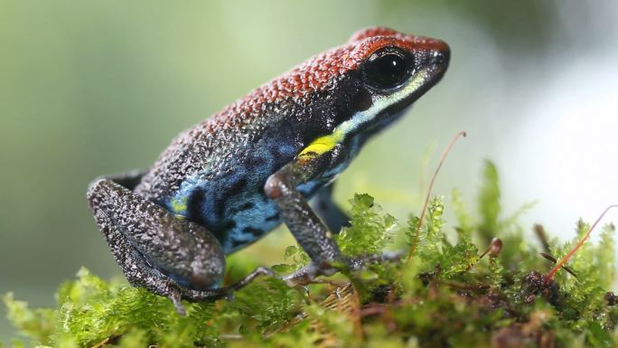 厄瓜多尔毒蛙