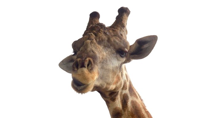 有趣的长颈鹿长脖子大自然颈部