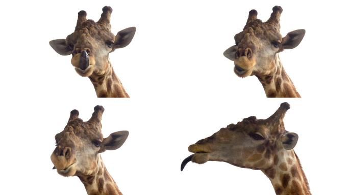 有趣的长颈鹿长脖子大自然颈部