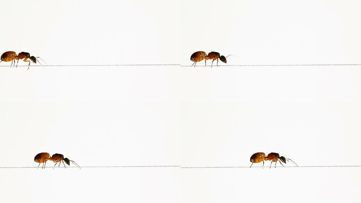蚂蚁在细绳上向前移动