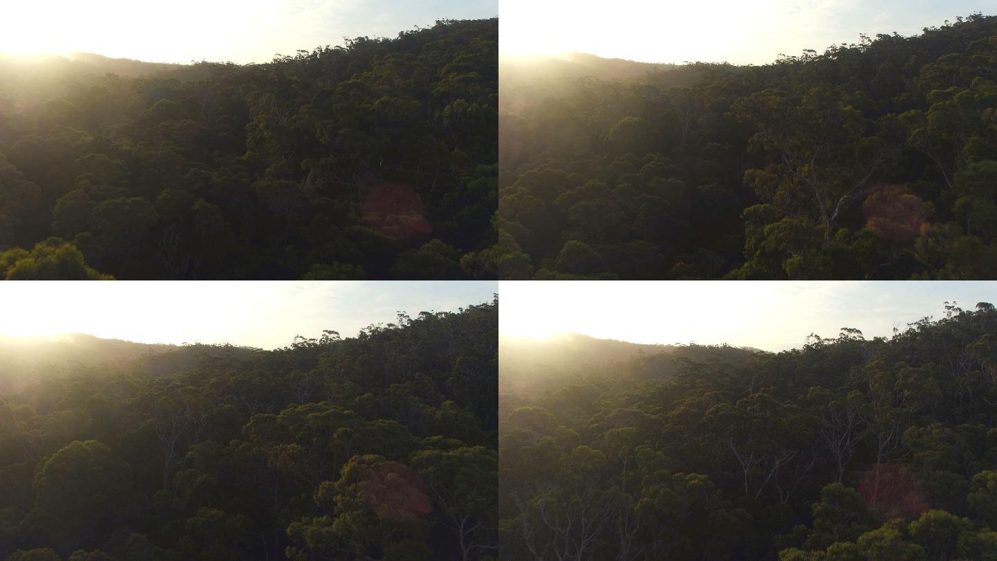 在美丽的日出中飞越神奇的桉树森林