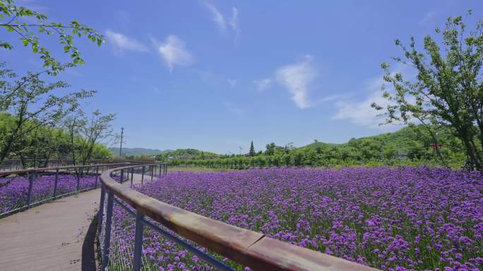 美丽乡村花海在湖州看见美丽中国延时