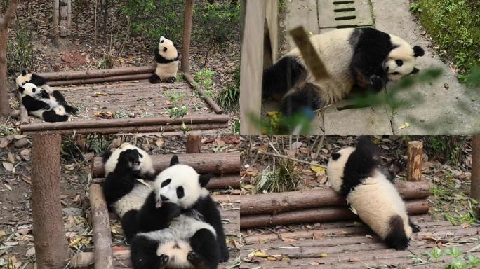 四川大熊猫吃竹笋玩耍伸懒腰