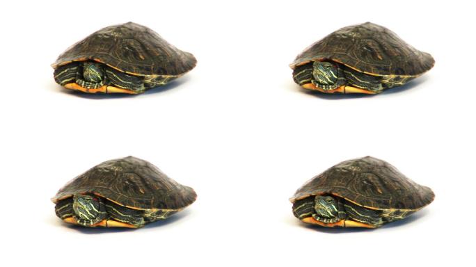 乌龟缩头乌龟乌龟伸出头条纹乌龟
