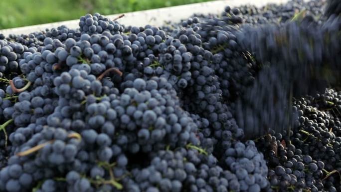 收获红葡萄丰收喜悦成熟葡萄酒酿造原材料