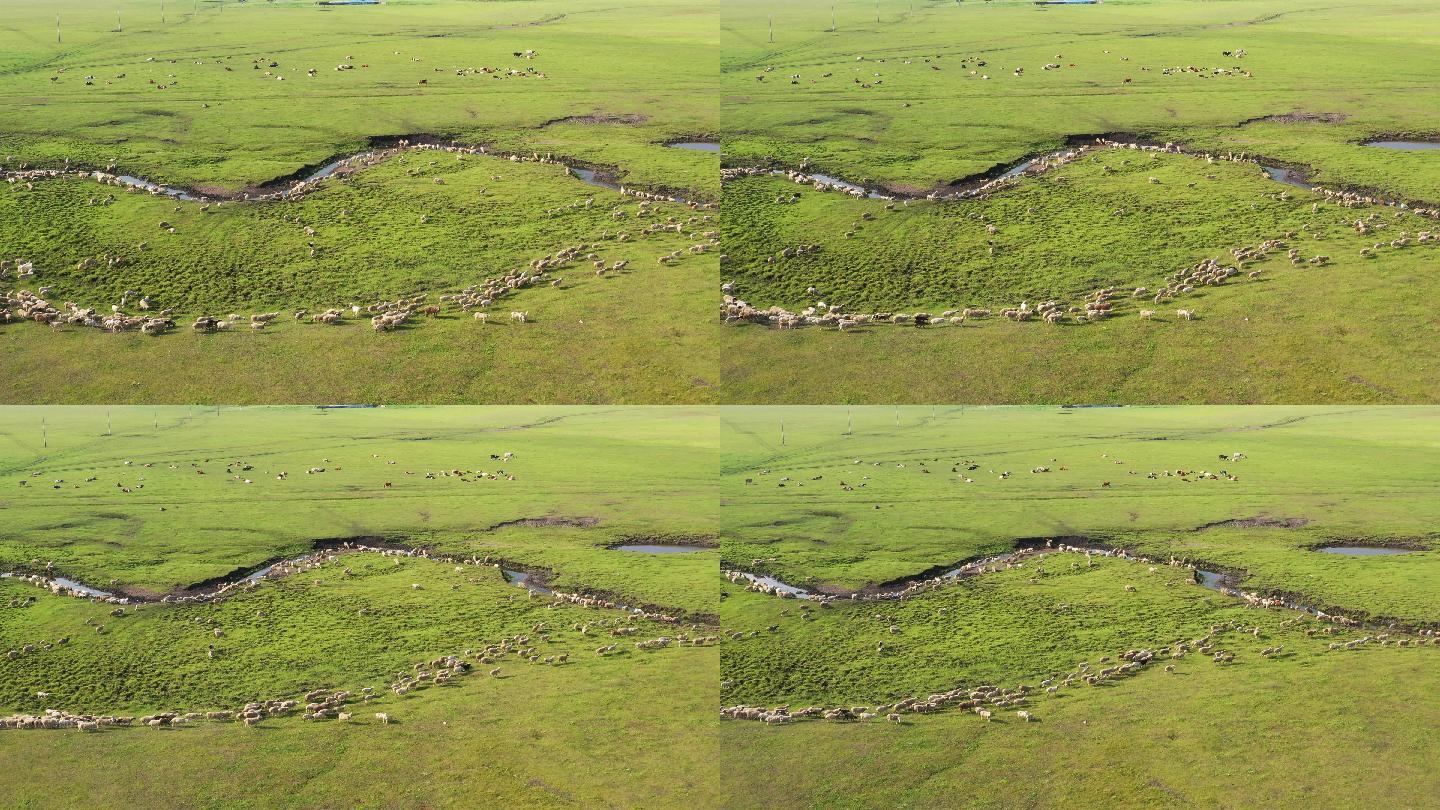 河边流动的羊群4k