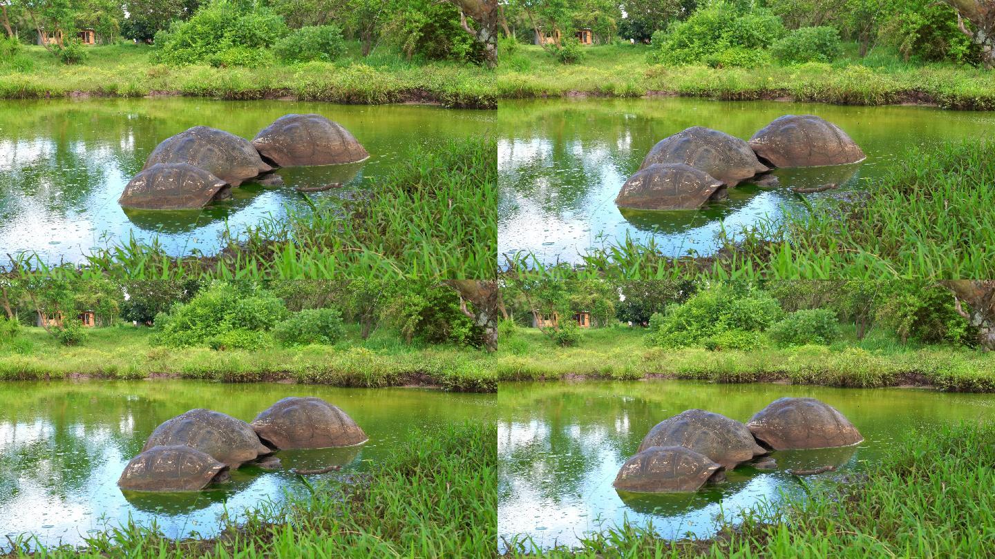 加拉帕戈斯巨龟
