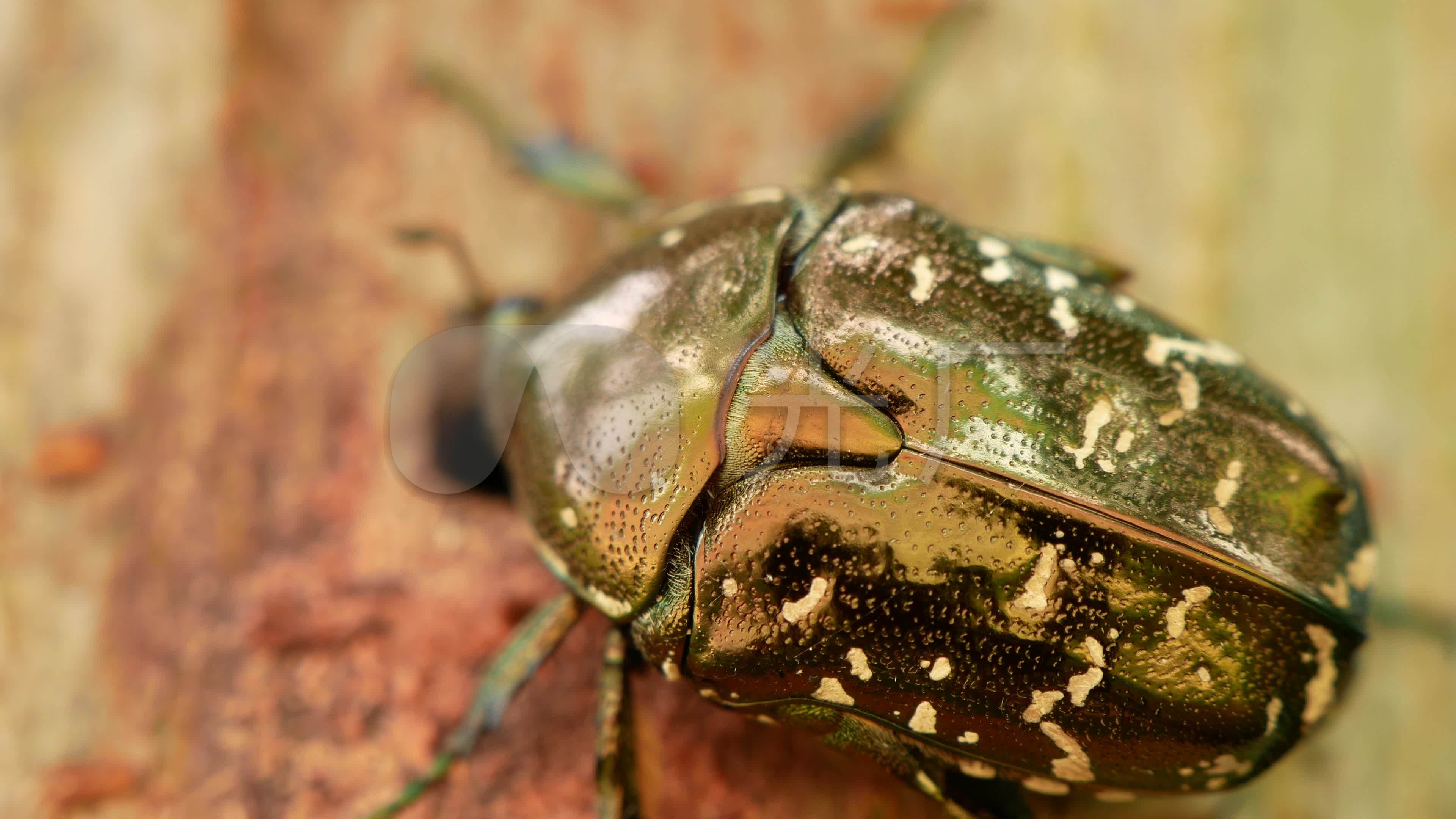 甲虫_金龟子_林业树木害虫