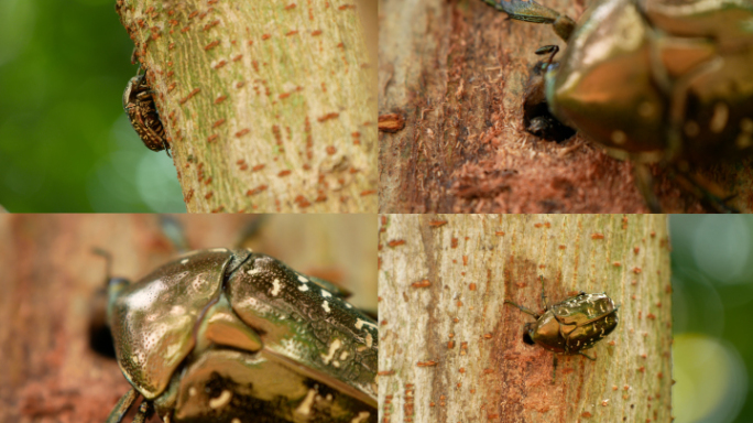 甲虫金龟子 害虫 虫害