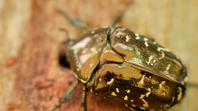 甲虫金龟子 害虫 虫害