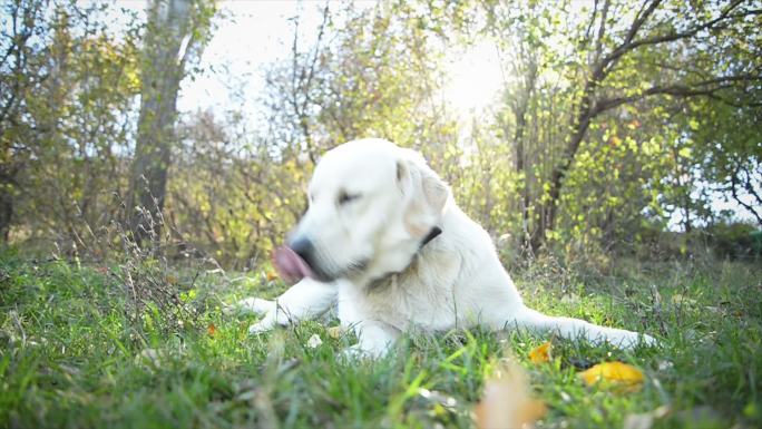 吃苹果的狗宁静的场景自然