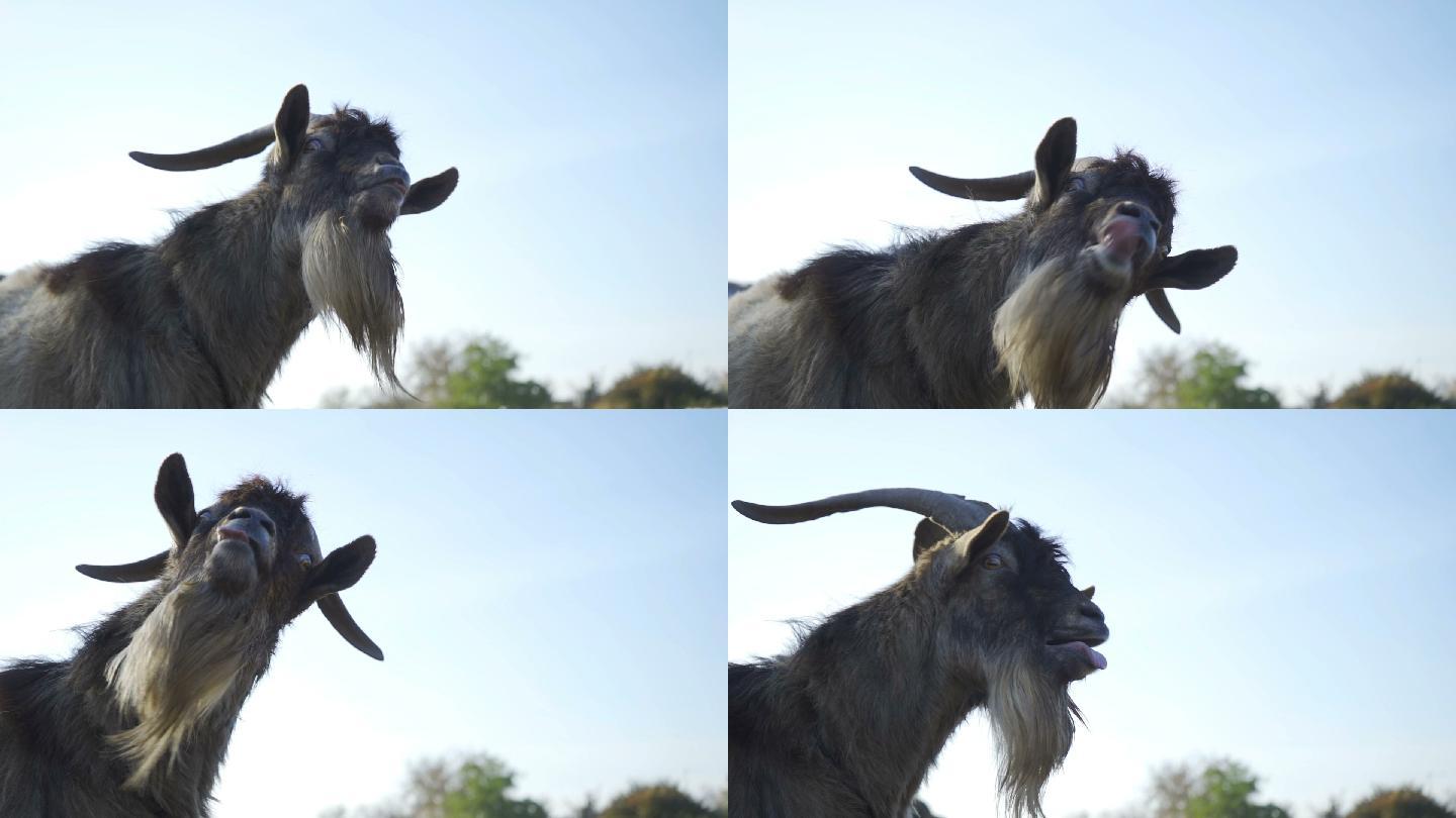 滑稽的山羊在镜头前露出舌头
