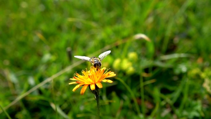 蜜蜂在收集花蜜小蜜蜂勤劳的草地上的花朵采