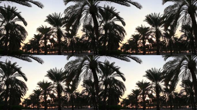 卡塔尔多哈的棕榈树
