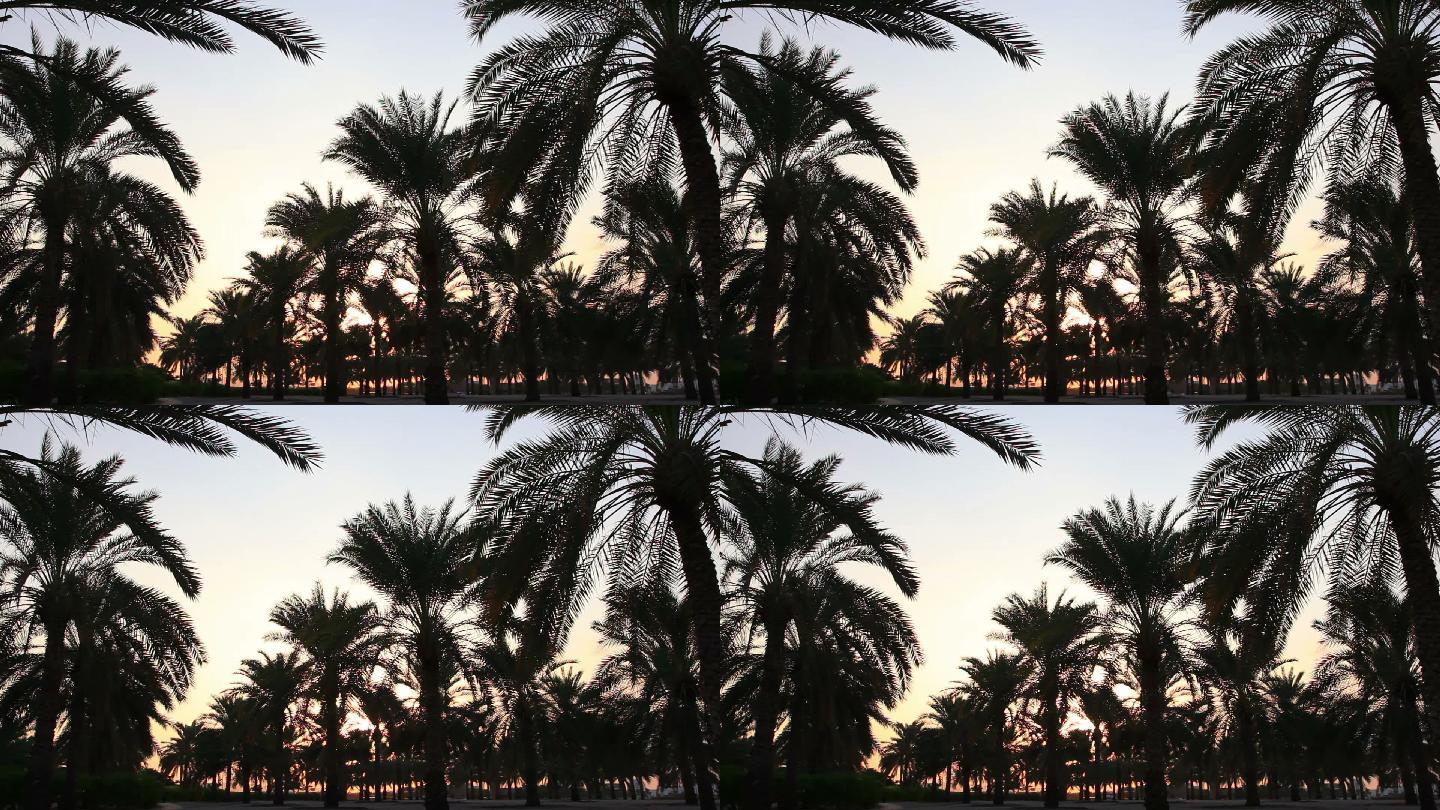 卡塔尔多哈的棕榈树