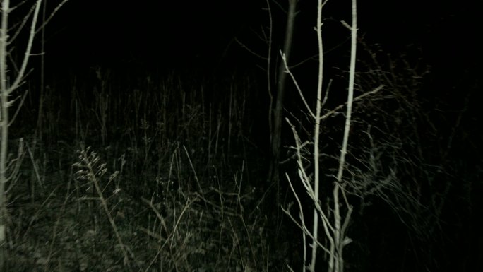 在夜晚穿过黑暗的幽灵森林