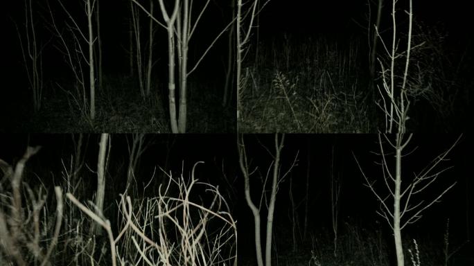 在夜晚穿过黑暗的幽灵森林