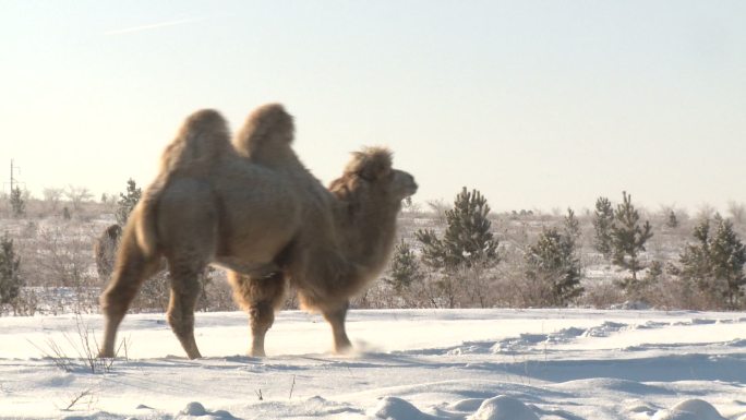 雪和骆驼雪地冬天寒冷天气