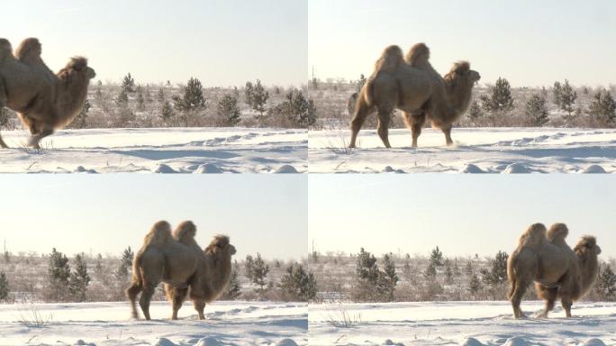雪和骆驼雪地冬天寒冷天气