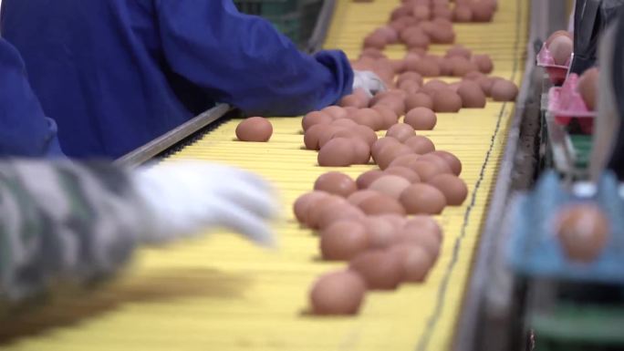 鸡蛋加工厂土鸡蛋专题纪录宣传片可用素材