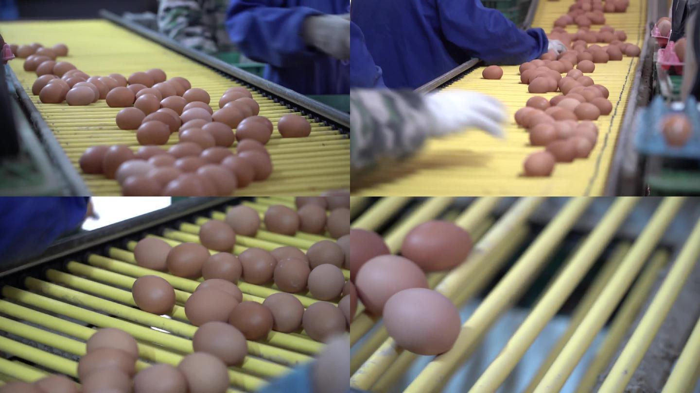 鸡蛋加工厂土鸡蛋专题纪录宣传片可用素材