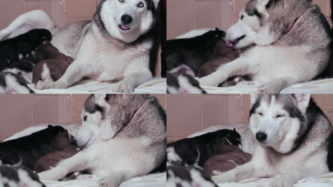 西伯利亚哈士奇喂小狗。