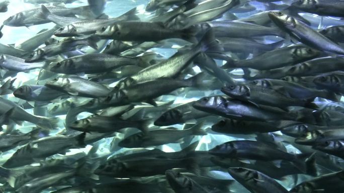 鲱鱼的群体行为青鱼海鲜太平洋海产水产