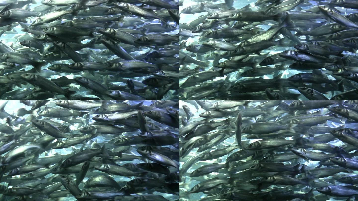 鲱鱼的群体行为青鱼海鲜太平洋海产水产