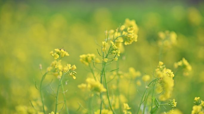 蜜蜂采油菜花