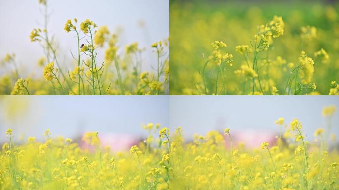 蜜蜂采油菜花