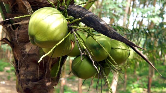 泰国高兰塔椰树种植园收获