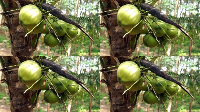 泰国高兰塔椰树种植园收获