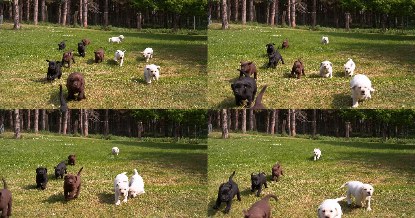 小狗在草坪上奔跑幼崽萌宠狗粮狗舍产品广告