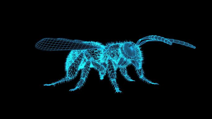 蓝色全息科技蜜蜂循环带通道