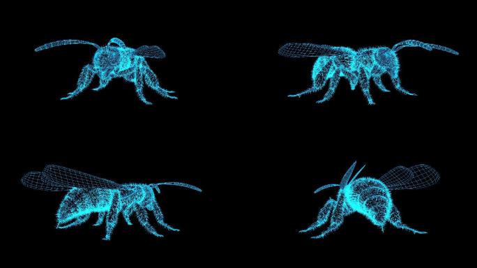 蓝色全息科技蜜蜂循环带通道