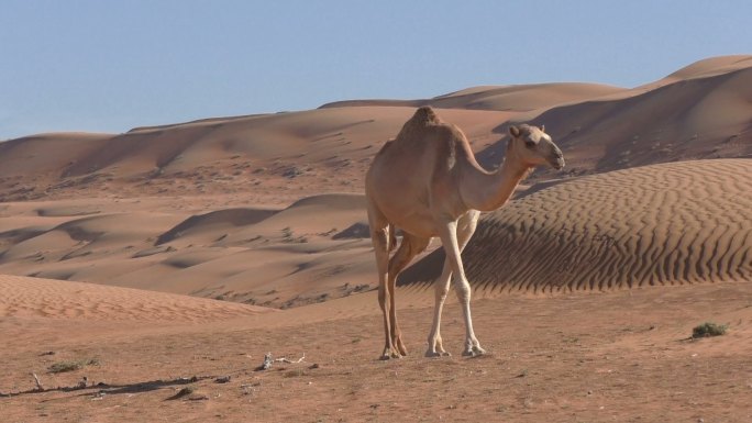 阿曼沙漠中孤独的骆驼在沙丘间吃草