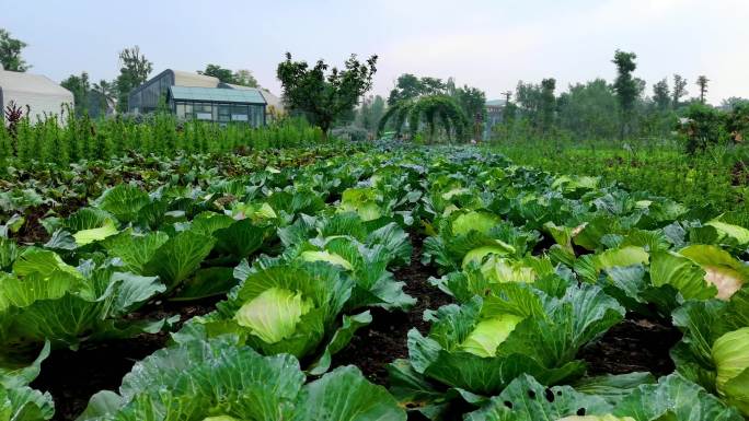 新津天府农业博览园绿色蔬菜