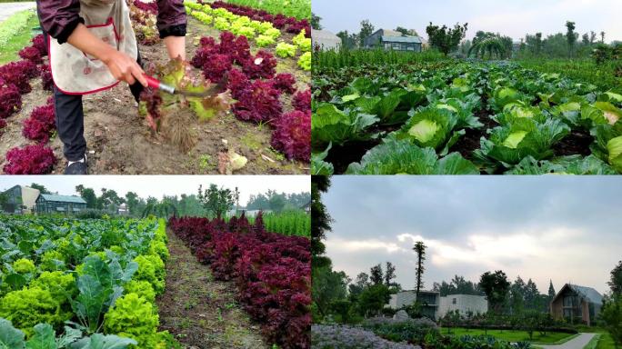 新津天府农业博览园绿色蔬菜