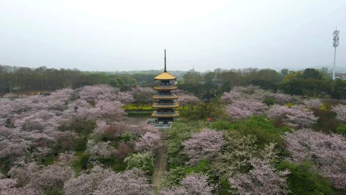 4K航拍武汉春天东湖樱花园