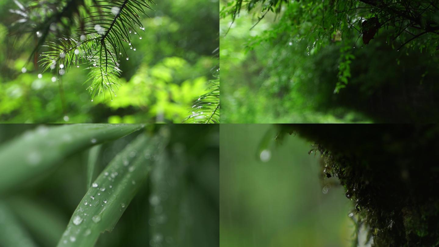意境雨景，唯美雨景空镜头，湿地公园氧吧