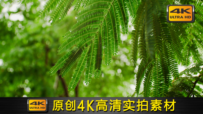 【4K】原创雨季下雨唯美空镜B