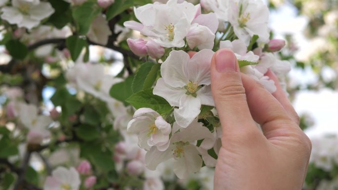 女人的手爱抚着树上盛开的白花