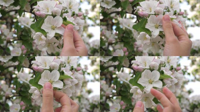 女人的手爱抚着树上盛开的白花