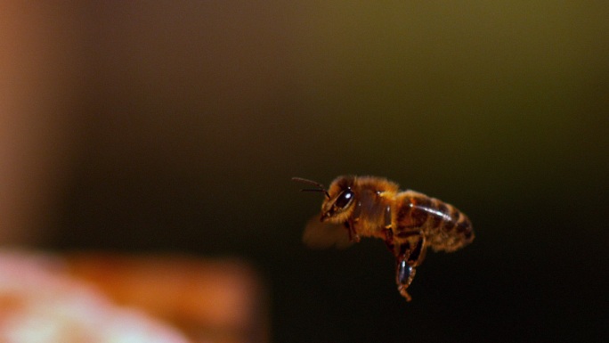 飞行中的蜜蜂采蜜悬空扑腾