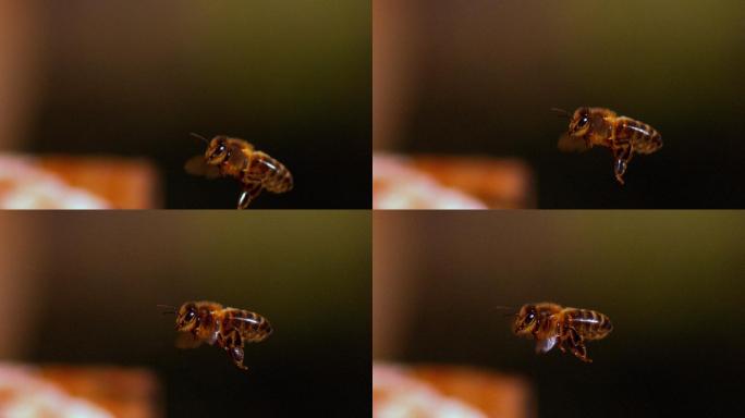 飞行中的蜜蜂采蜜悬空扑腾