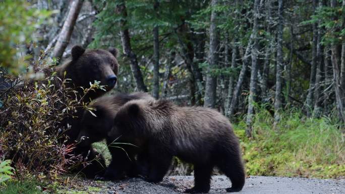 棕熊和幼崽